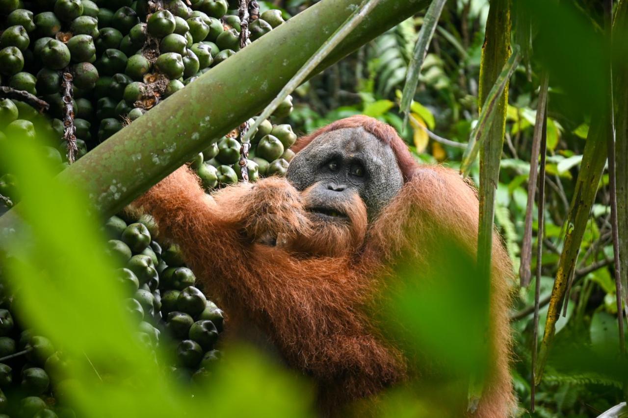 Sumatra Expedition Lodge Bukit Lawang Exteriér fotografie